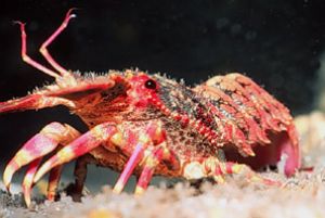 "Royalty" Regal Slipper Lobster taken off the Big Island ... by John H. Fields 